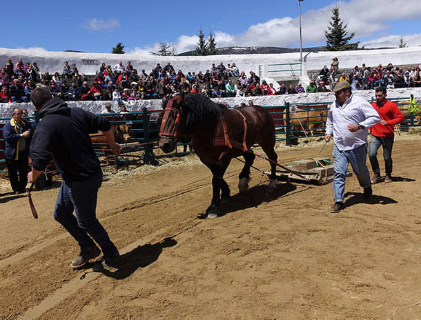 Concurso de arrastre y corta de troncos en Cercedilla