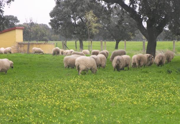 La Comunidad invierte 255.000 euros para fomentar razas autóctonas y mejorar la producción de la miel