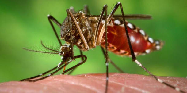 Doscientas trampas para controlar la entrada del ZIKA en Madrid