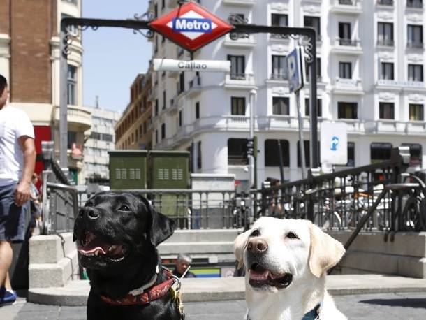 Los perros podrán viajar en el Metro de Madrid a partir del miércoles