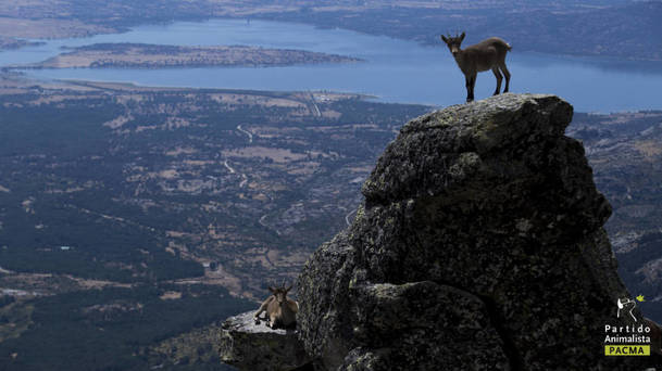 PACMA denuncia la ‘masacre de cabras’ en la Sierra del Guadarrama