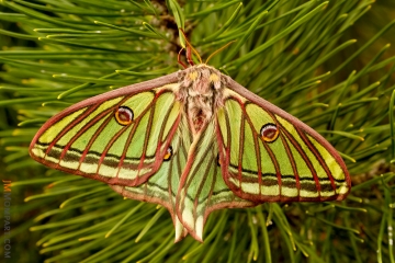 La mariposa más bella de Europa está en Guadarrama 