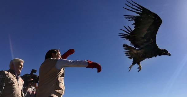 El Centro de Recuperación de Animales Silvestres atiende cada día a 15 ejemplares para lograr su reintroducción en el medio natural