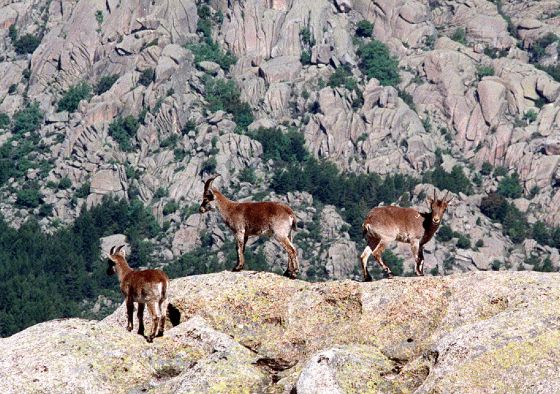 Riesgo de un brote de sarna en el Parque de Guadarrama por la superpoblación de la cabra montesa 