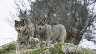 Los lobos en lo que va de año han atacado en 200 ocasiones a rebaños en nuestra región 