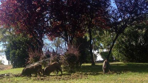 Aumenta la presencia de jabalíes en las urbanizaciones de Valdemorillo 