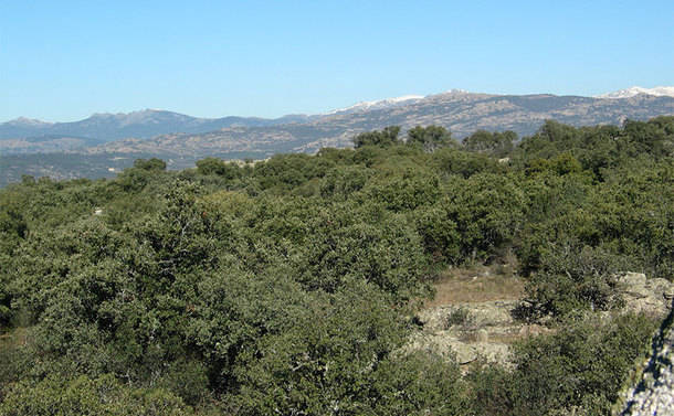 Se inician los trabajos de limpieza y mantenimiento forestal de los montes públicos de Torrelodones