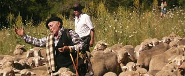 Dos mil ovejas han trashumado este fin de semana por el municipio de Alpedrete