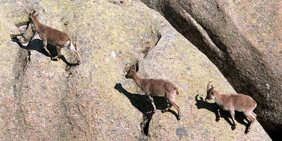 Taboada defiende la batida de cabras montesas para evitar un brote de sarna