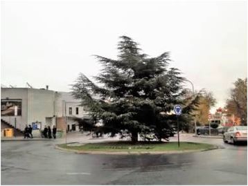 El Ayuntamiento de San Lorenzo de El Escorial invita a los vecinos a adornar un árbol de Navidad