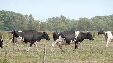 La Comunidad de Madrid garantiza la calidad de la leche que se produce en la región