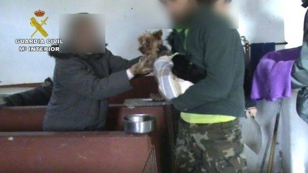 Inmovilizados más de 150 perros en un criadero ilegal en el norte de la región