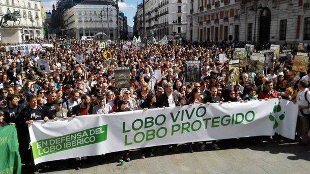 Cerca de 200 asociaciones salen en Madrid a pedir la protección del lobo ibérico