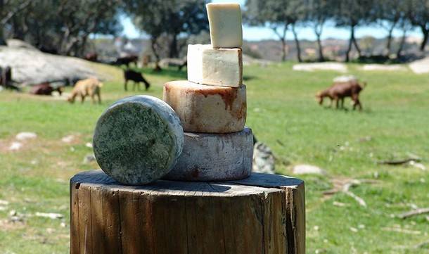 Cercedilla produce unos quesos de cabra que se encuentran entre los mejores del mundo