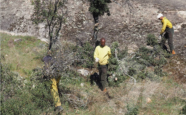 Se inician las labores de limpieza y mantenimiento forestal del entorno del Polideportivo y de la avenida de la Dehesa en Torrelodones