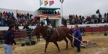 Concurso de arrastre en la VI Feria de Ganadería de Cercedilla 