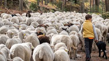 Fiesta de la Trashumancia en la Sierra de Guadarrama