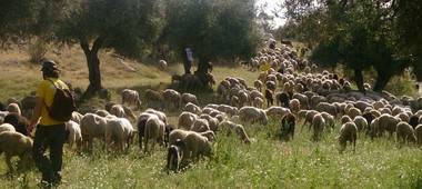 Ayer partieron de Valdemorillo las 500 ovejas que recorrerán cañadas y cordeles de la Sierra