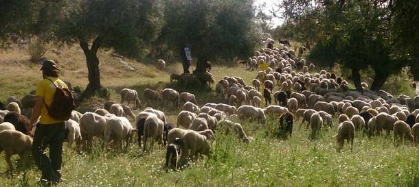 Ayer partieron de Valdemorillo las 500 ovejas que recorrerán cañadas y cordeles de la Sierra