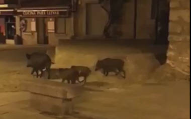 Los jabalíes se pasean de madrugada por el centro peatonal de Torrelodones