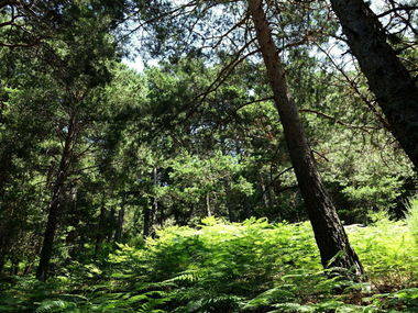 Ruta por el valle de la Fuenfría