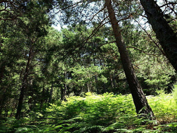 Ruta por el valle de la Fuenfría