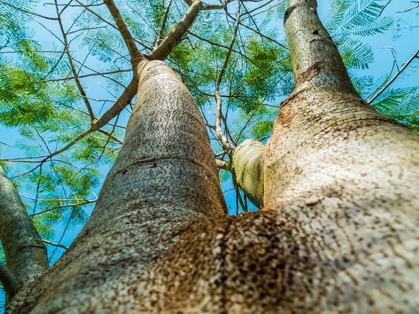 Guadarrama aprueba el crédito necesario para crear un parque forestal, un inventario de árboles y nuevos huertos urbanos