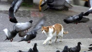 Aparecen gatos envenenados en la urbanización Parque de La Coruña de Collado Villalba