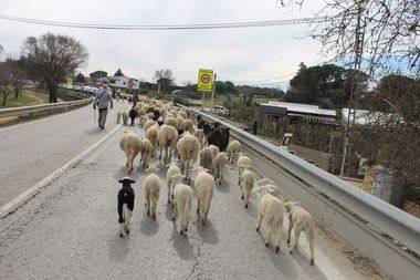 Hoy llegan las ovejas trashumantes a Galapagar