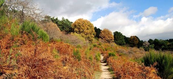 La Magia del Otoño en Cercedilla