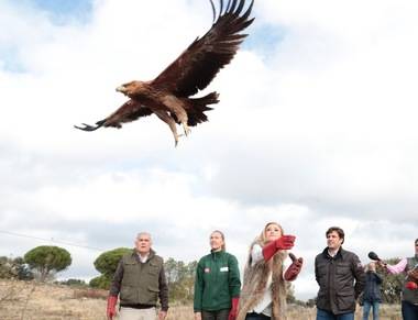 Cifuentes participa en la suelta de un águila imperial ibérica recuperada en el Centro de Animales Silvestres de la Comunidad