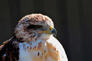 Ruta para ver grandes rapaces