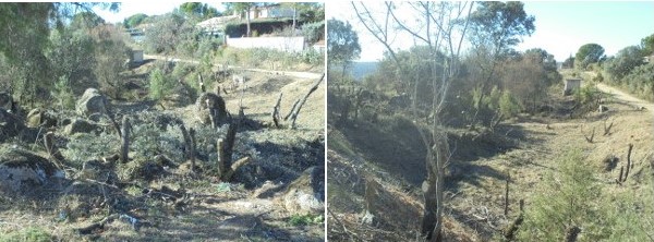 Ecologistas y vecinos de Cerro de Alarcón denuncian talas excesivas en el encinar que rodea la urbanización