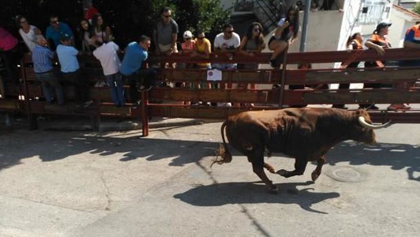 Un toro hiere a un vecino y siembra el pánico en los encierros de Galapagar