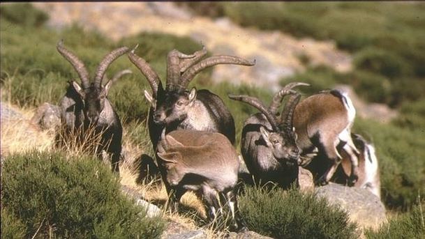 El Gurugú amplía su oferta con un pequeño rebaño de cabras autóctonas en Guadarrama