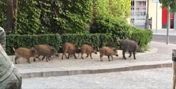 La Policía de Torrelodones ahuyenta a una piara de jabalíes del centro de la ciudad