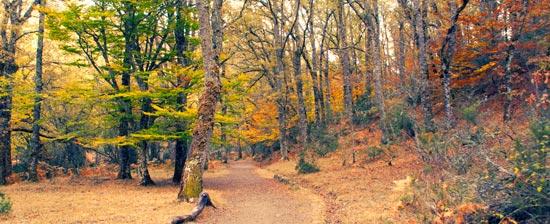 La Comunidad de Madrid conmemora la declaración de la Sierra del Rincón como Reserva de la Biosfera