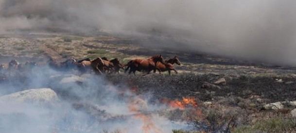 Un piloto de la brigada helitransportada de Madrid salvó a 27 caballos de morir quemados en La Granja