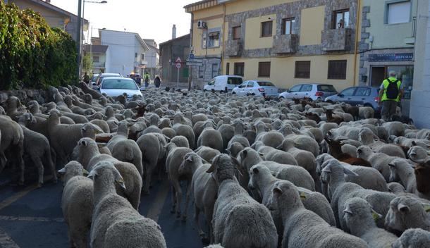 La trashumancia llega a la Sierra de Guadarrama Grupos de escolares, vecinos, visitantes y voluntarios podrán acompañar a los rebaños