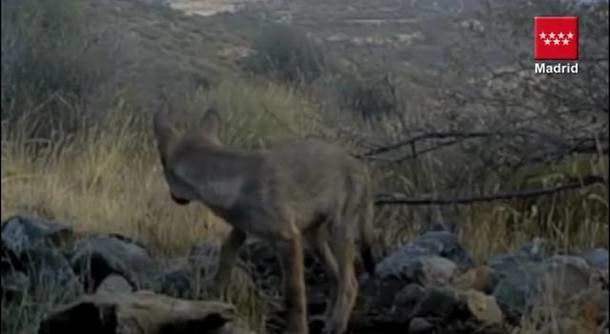 Los ganaderos, desesperados por el miedo del ataque del lobo en la Sierra madrileña