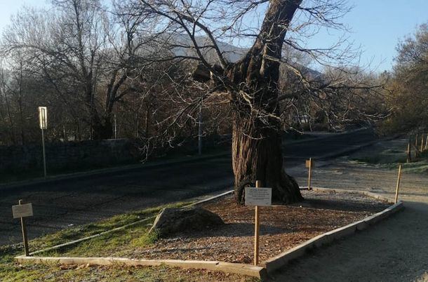 El Ayuntamiento de San Lorenzo de El Escorial pide que no se abrace al castaño centenario