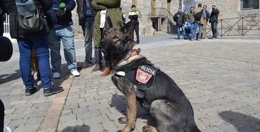 La Unidad Canina de la Policía Local de Collado Villalba realizó la semana pasada varias intervenciones de estupefacientes