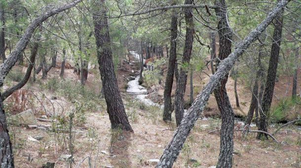 Recogida de piñas, leñas muertas y pies secos en Guadarrama