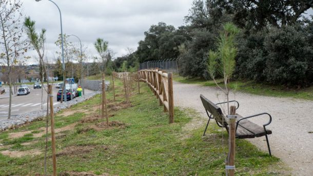 Boadilla planta 280 pinos en la vía pecuaria que pasa por Condesa de Chinchón y Pedro Valdivia