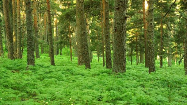 La Sierra de Guadarrama acoge por segundo año una visita muy especial