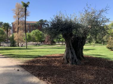 Un olivo de 627 años se convierte en el árbol más 'anciano' de El Retiro