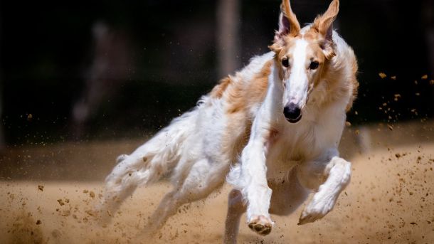 ¿Cómo son las apuestas relacionadas con las carreras de perros?