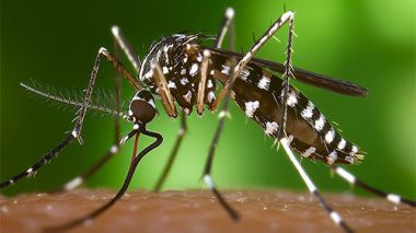 Consejos para prevenir la aparición y picaduras del mosquito tigre