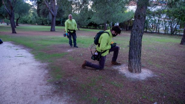 Nueva campaña de prevención contra la oruga procesionaria y la paysandisia en Boadilla