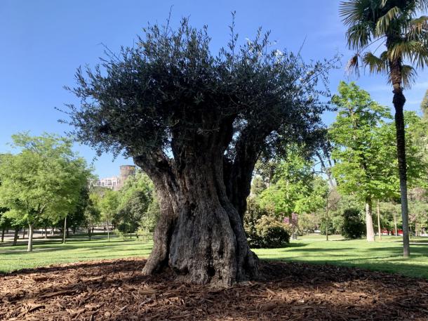 Un olivo de 627 años se convierte en el árbol más 'anciano' de El Retiro